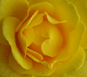 personal growth counseling Yellow rose